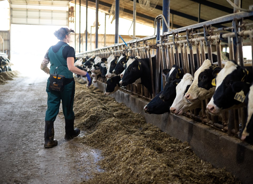 Eazi-Breed CIDR Cattle Insert - Veterinary Service