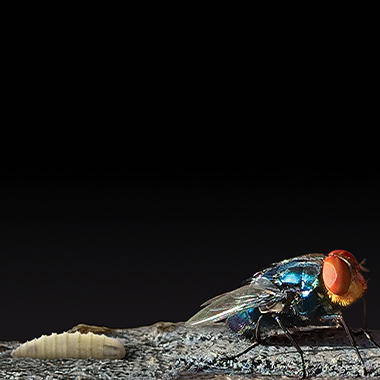 New World screwworm larvae next to a fly