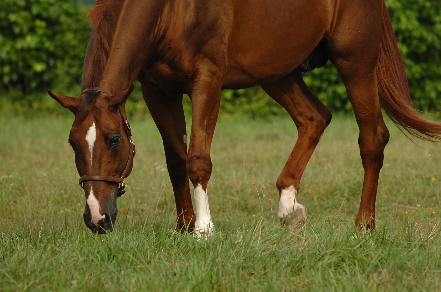 Deworming Hero Image