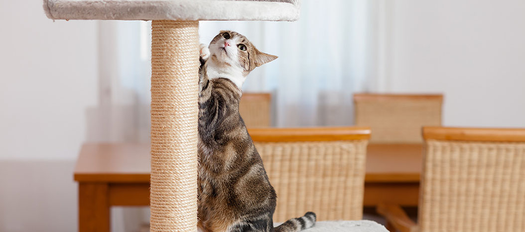 Teaching cat to use scratching post hotsell