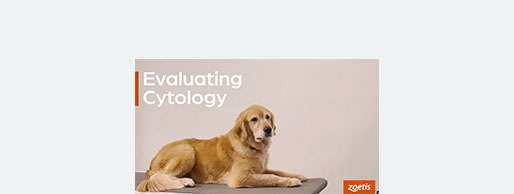 Veterinary Practice Tools, Brochures, & Resources | For Animal Healthcare  Professionals