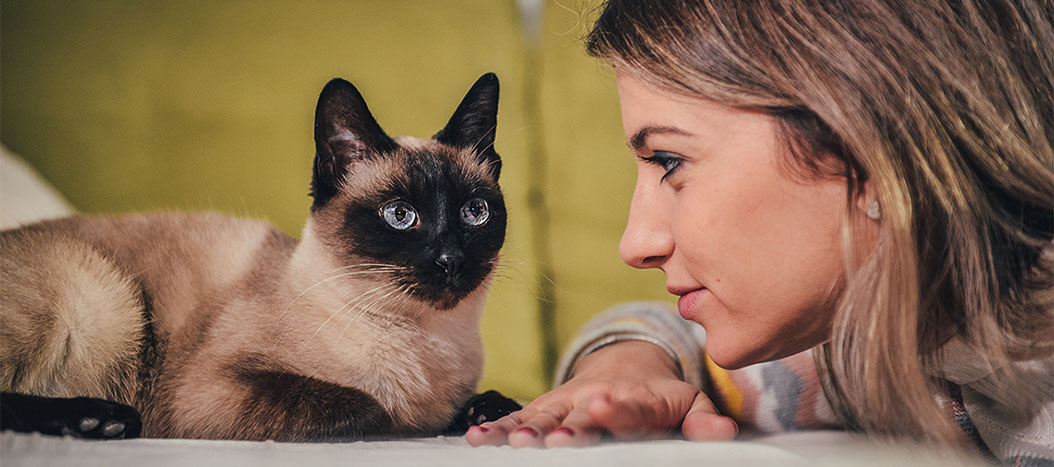 Do cats feel empathy and appear during times of sadness?