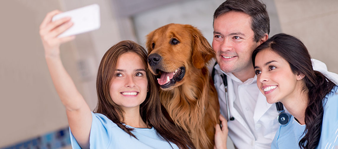 The Single Strategy To Use For Veterinary Practice Marketing: 4 Highly Effective Tactics - Vetport