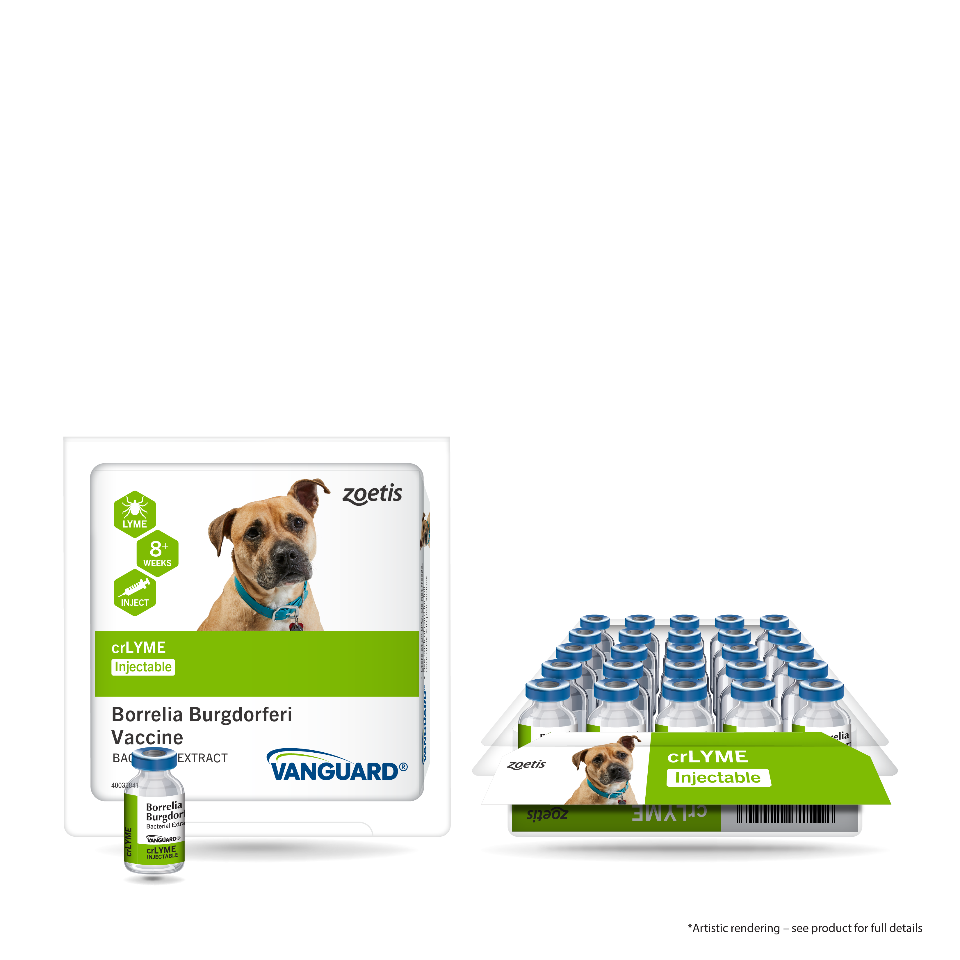 can-dogs-survive-lyme-nephritis