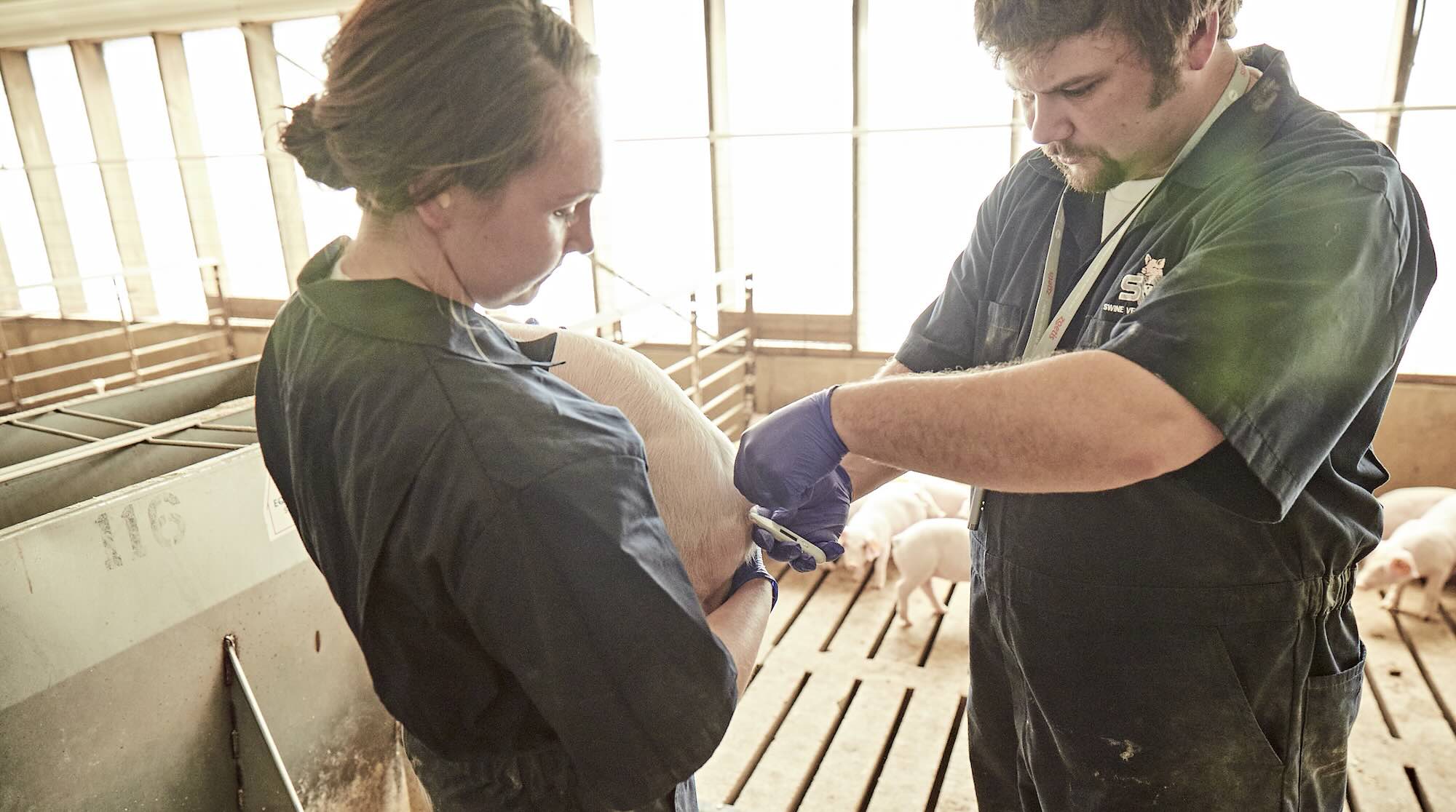Individuals performing hands-on animal care tasks in a barn setting, reflecting teamwork, training, and practical leadership.