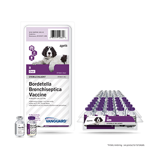 Kennel top cough shot