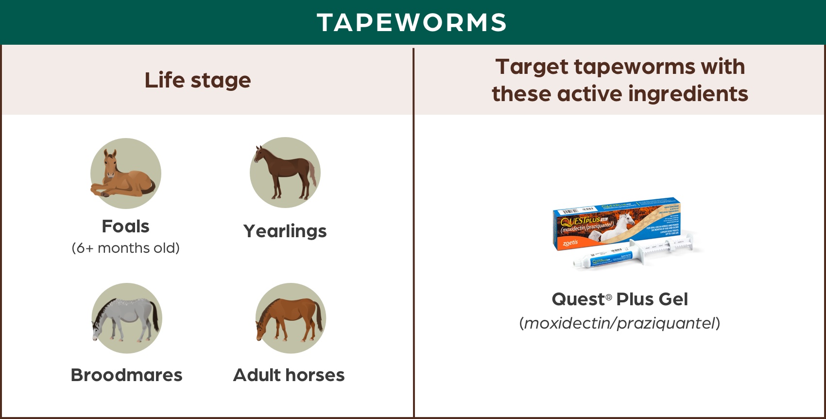 equine-parasite-control-for-animal-healthcare-professionals