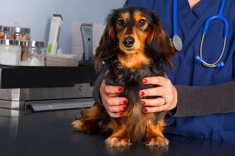 Canine hot sale reproduction veterinarian
