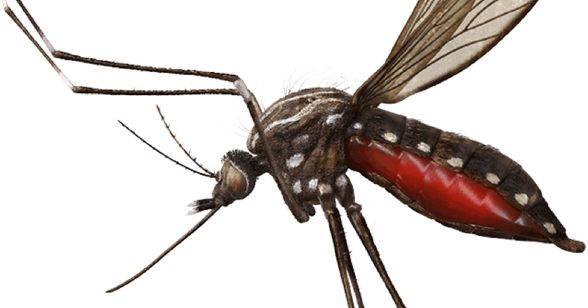 Stock photo of mosquito