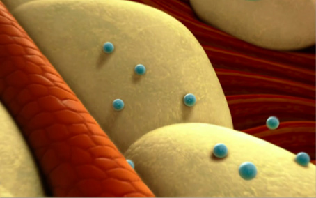 Close up of microspheres on adipose tissue
