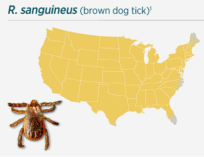 R. sanguineus (brown dog tick)